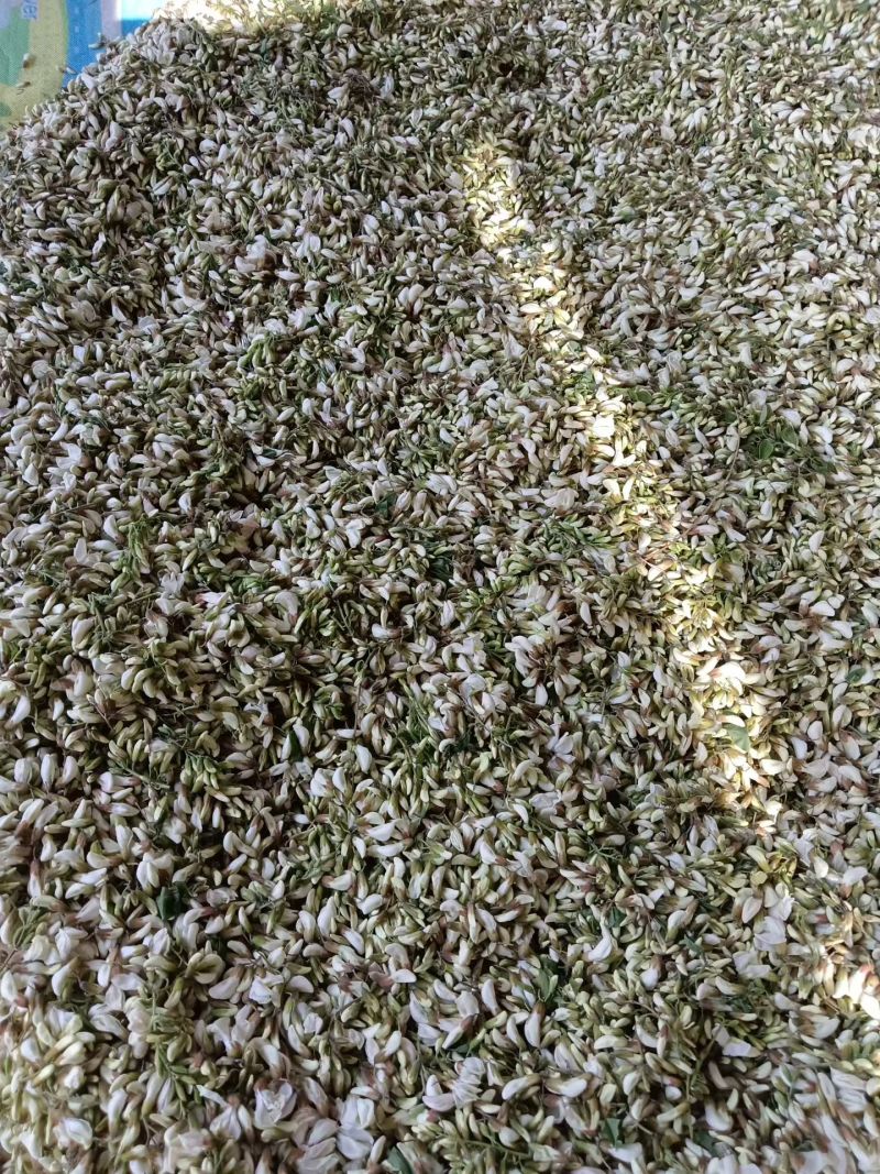 大自然的馈赠，洋槐花，纯野生天然，槐花香满天