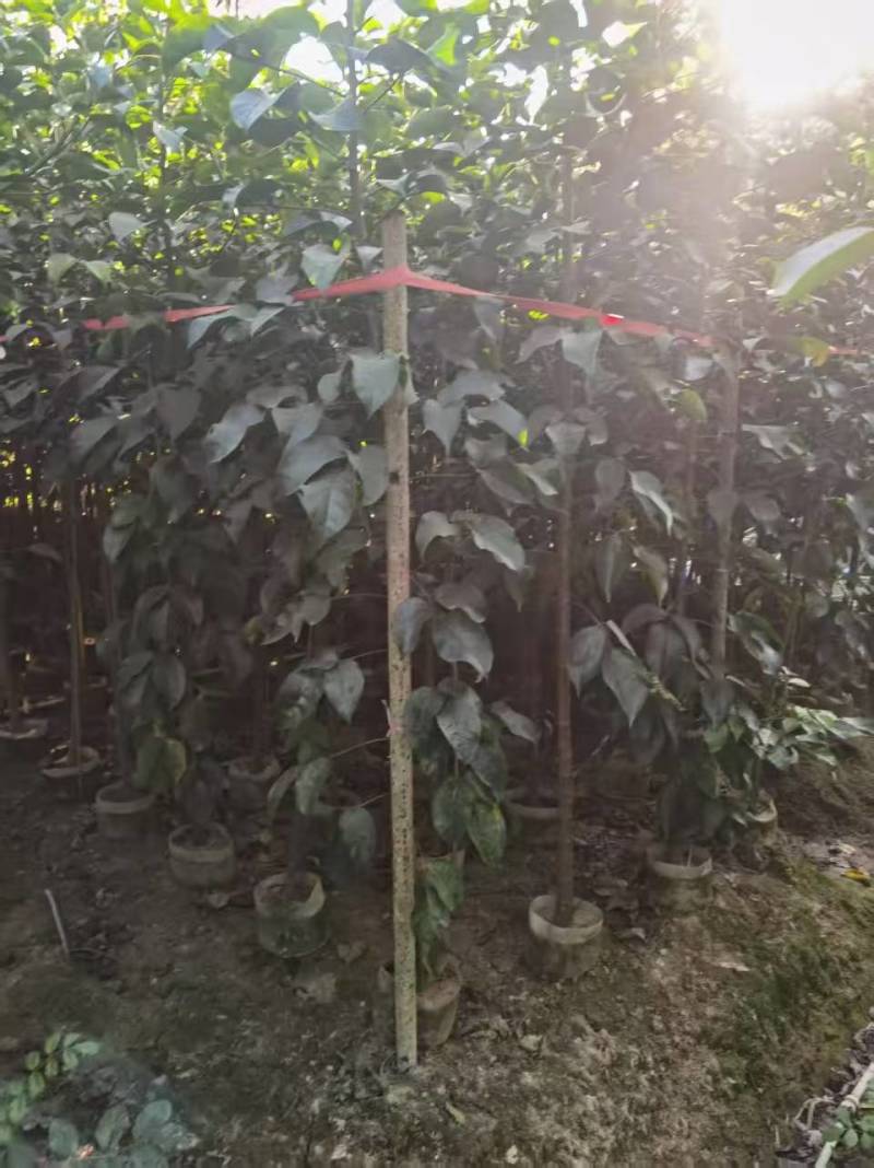 秋枫原生苗，高度2米，普宁苗木，