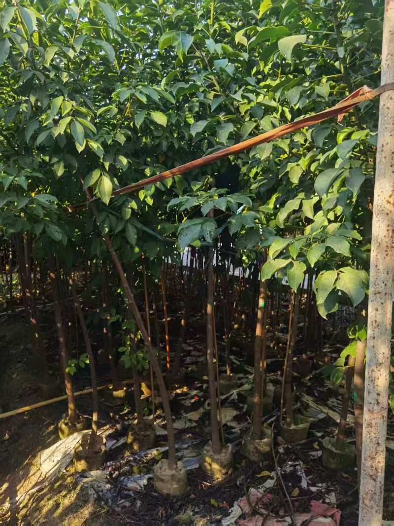 秋枫原生苗，高度2米，普宁苗木，