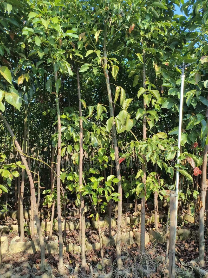 秋枫原生苗，高度2米，普宁苗木，