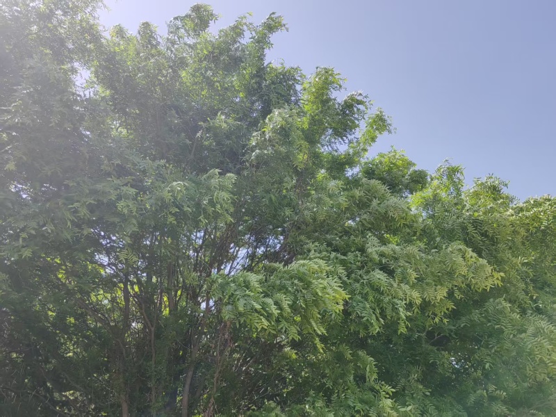 皂角树，渭南市华州区赤水镇，10年老树龄，自己拉挖。