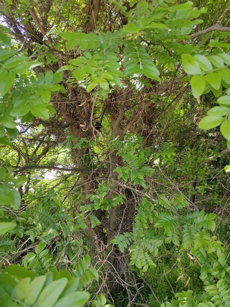 皂角树，渭南市华州区赤水镇，10年老树龄，自己拉挖。