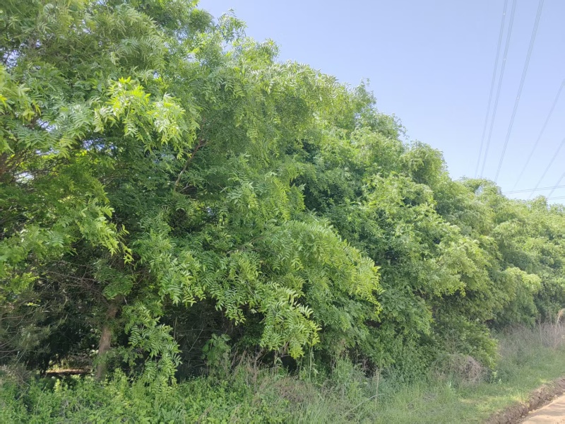皂角树，渭南市华州区赤水镇，10年老树龄，自己拉挖。