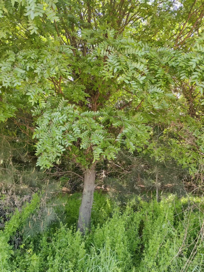 皂角树，渭南市华州区赤水镇，10年老树龄，自己拉挖。
