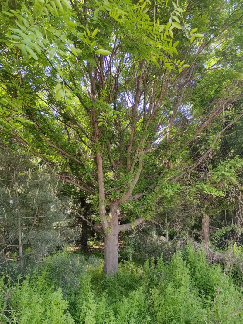 皂角树，渭南市华州区赤水镇，10年老树龄，自己拉挖。
