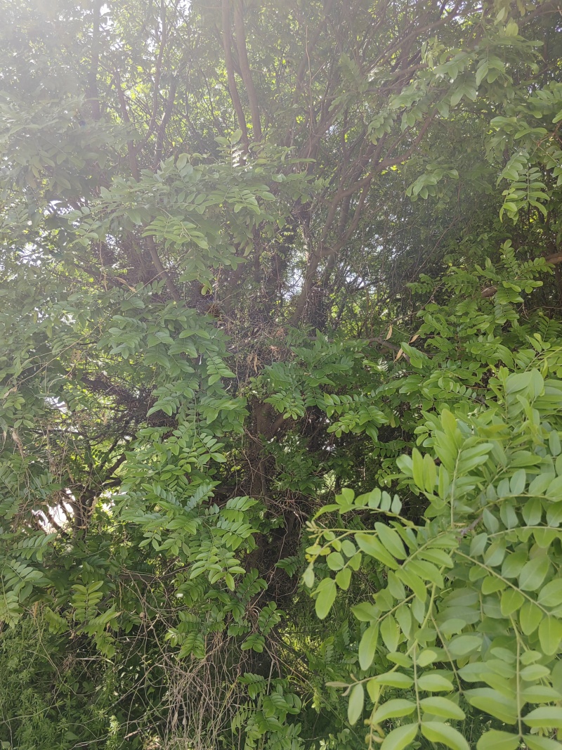 皂角树，渭南市华州区赤水镇，10年老树龄，自己拉挖。