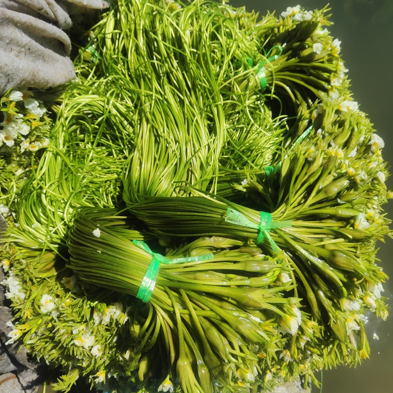 水性杨花