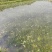 水性杨花