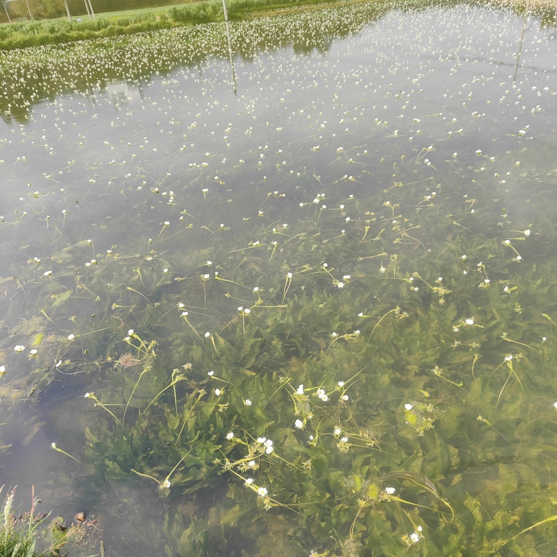 水性杨花
