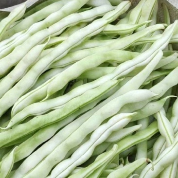 贵州白棒豆