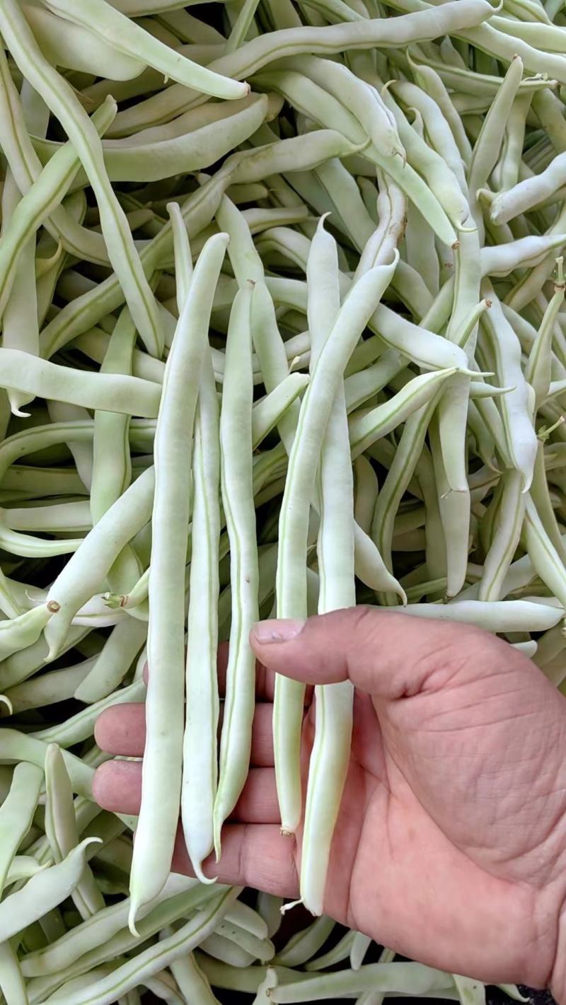 贵州白棒豆