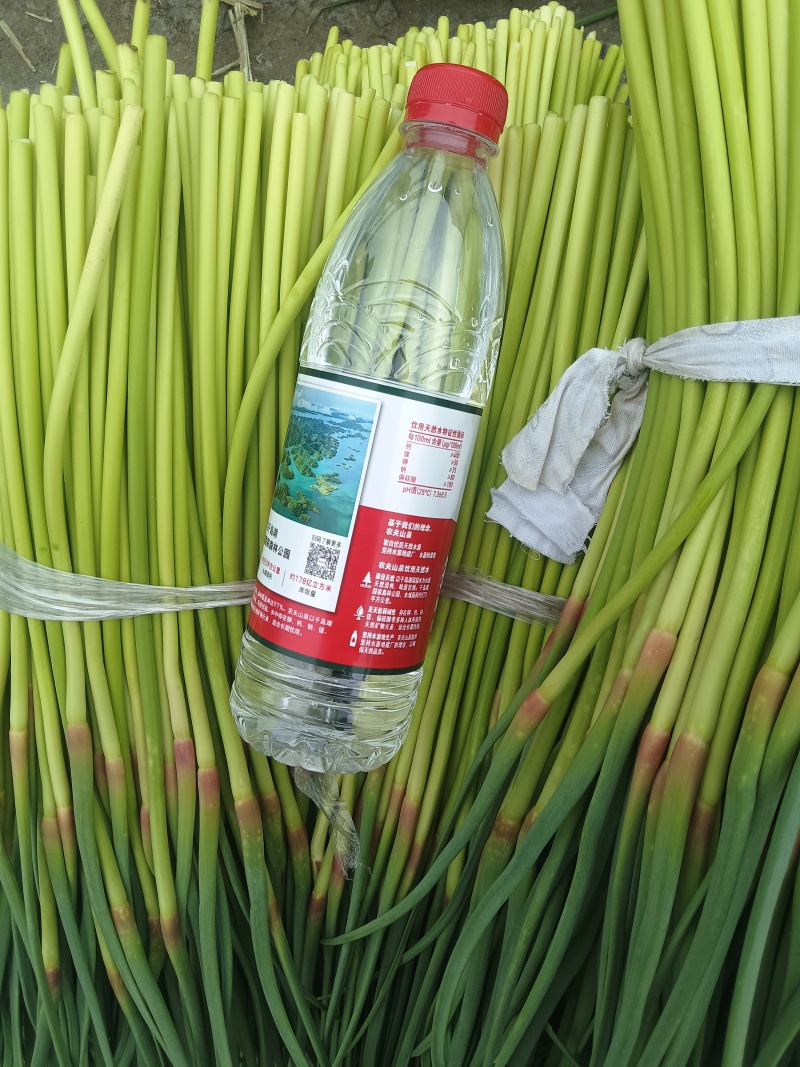 精品小红帽蒜苔