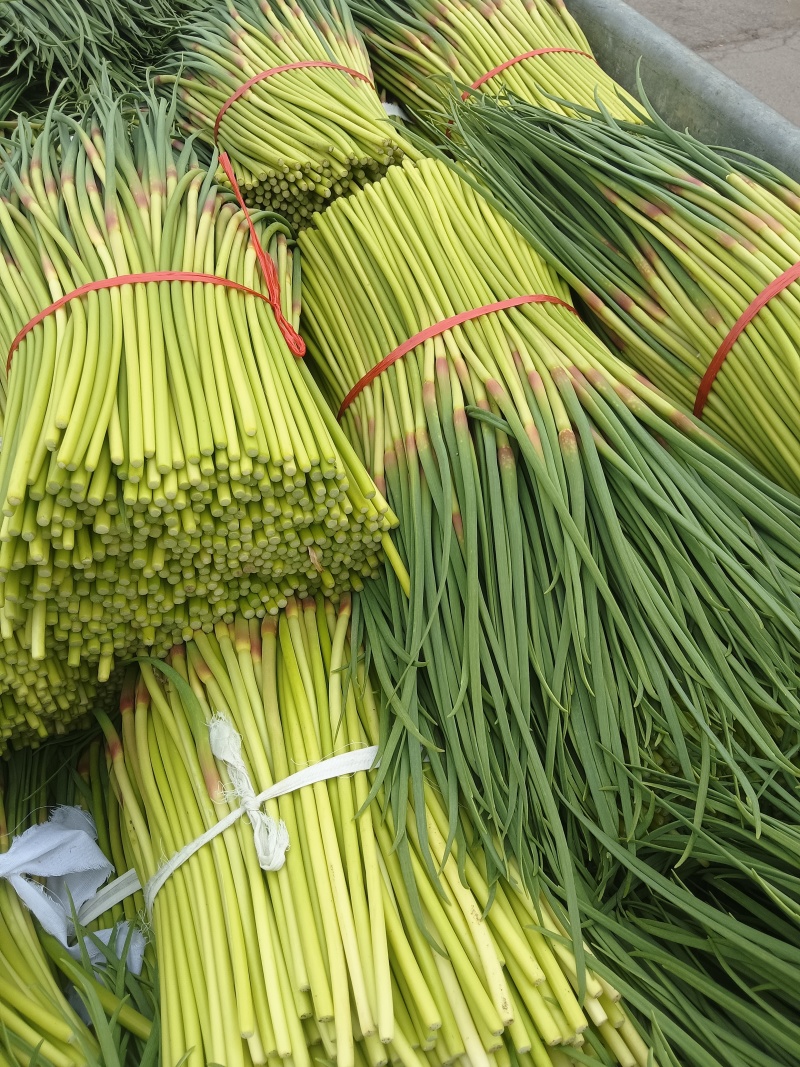精品小红帽蒜苔