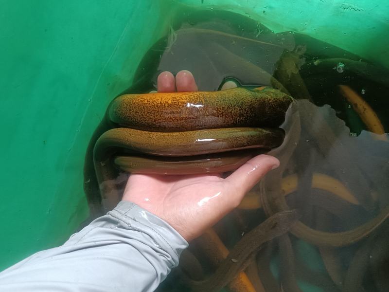 野生黄鳝，规格1两以下35，1—3两45，3—5两60，