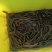 野生黄鳝，规格1两以下35，1—3两45，3—5两60，