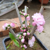 盆栽麦李樱花