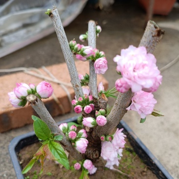 盆栽麦李樱花