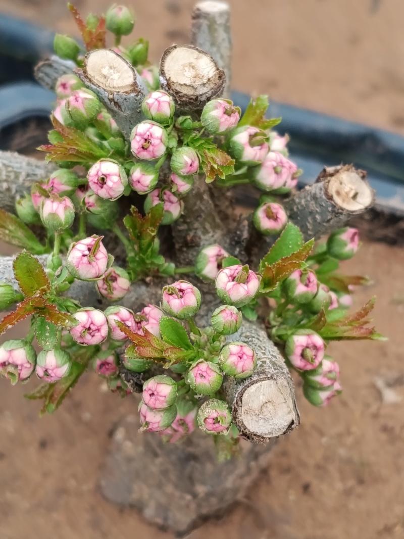 盆栽麦李樱花