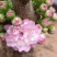 盆栽麦李樱花