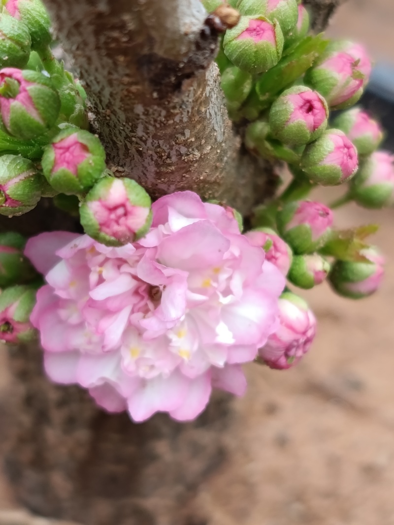 盆栽麦李樱花