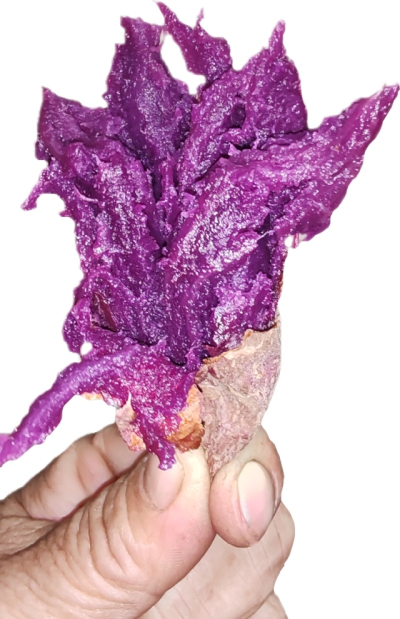 水晶紫蜜薯