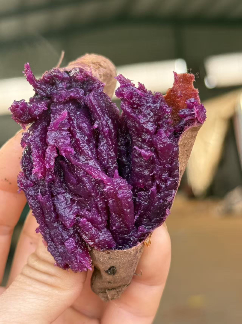 水晶紫蜜薯