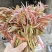 二茬露天红油香椿芽大量上市中