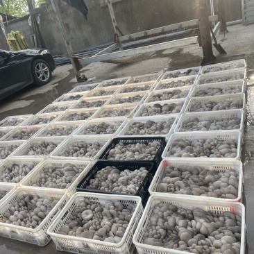 基地直发一手货源