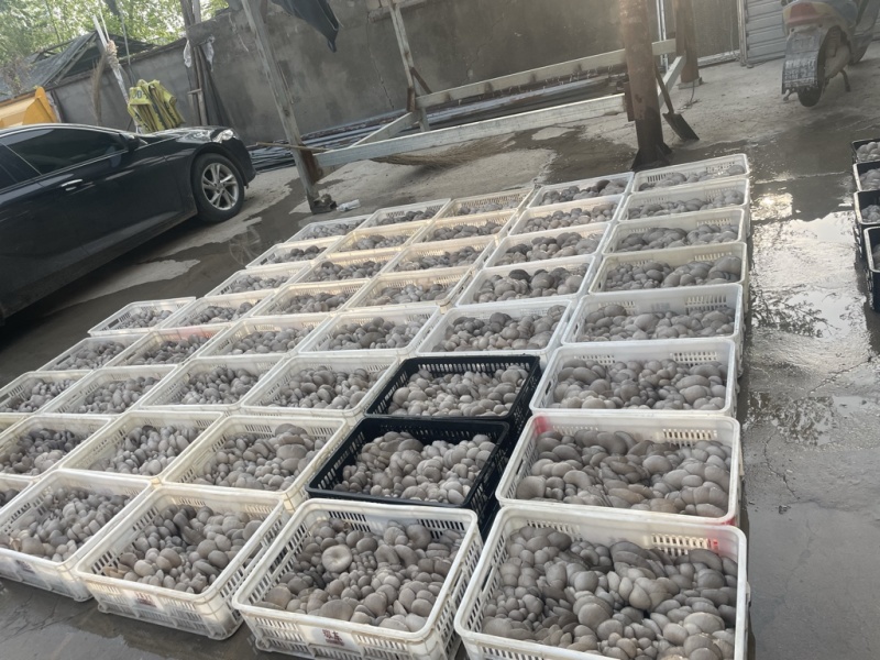 基地直发一手货源