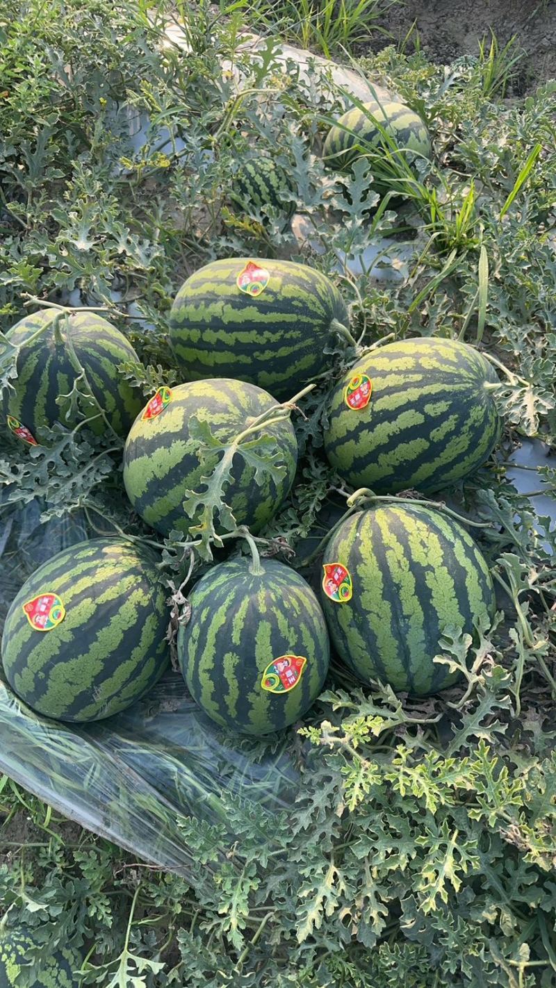 【实力商家】甜王西瓜头茬甜度高皮薄多汁对接全国市场