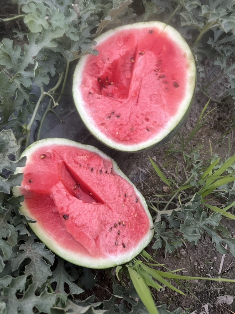【实力商家】甜王西瓜头茬甜度高皮薄多汁对接全国市场