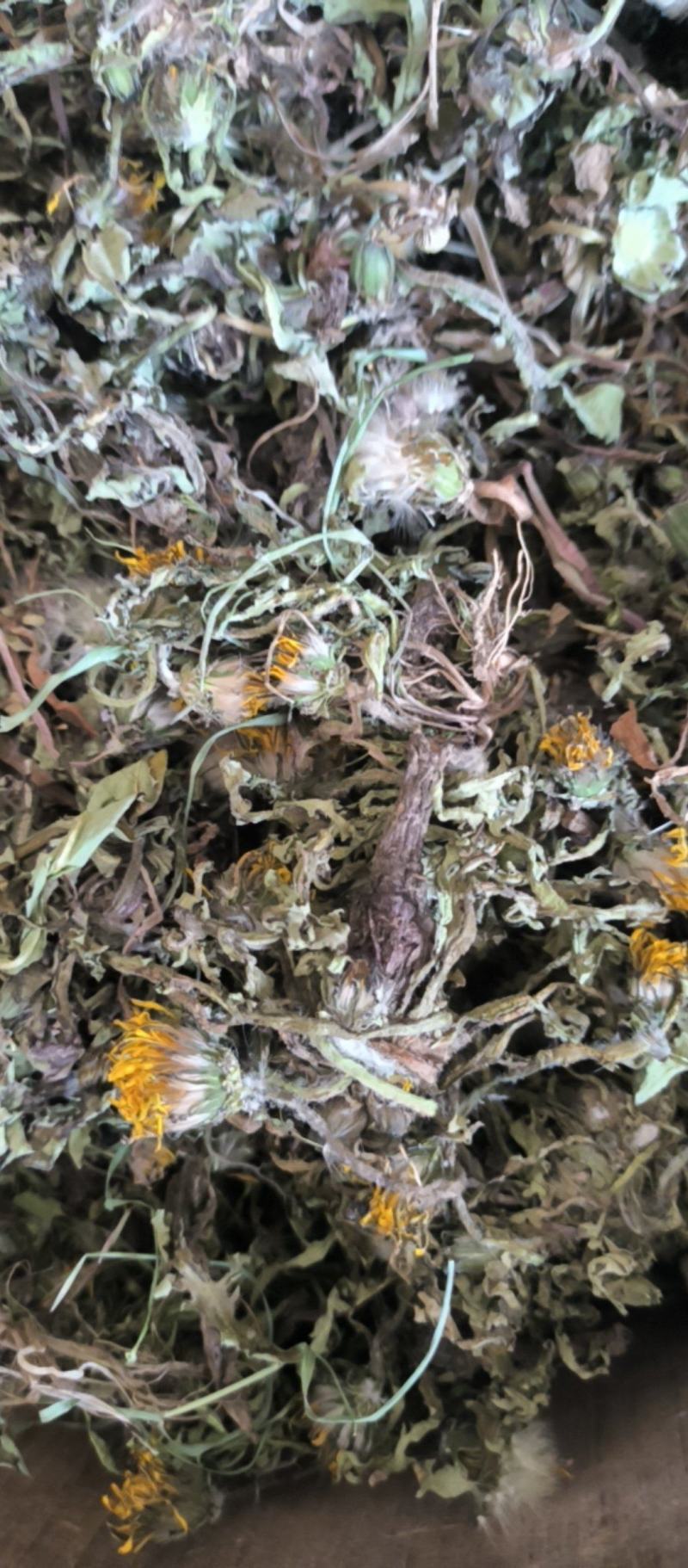 蒲公英野生蒲公英新货上市产地直销质量保证量大从优