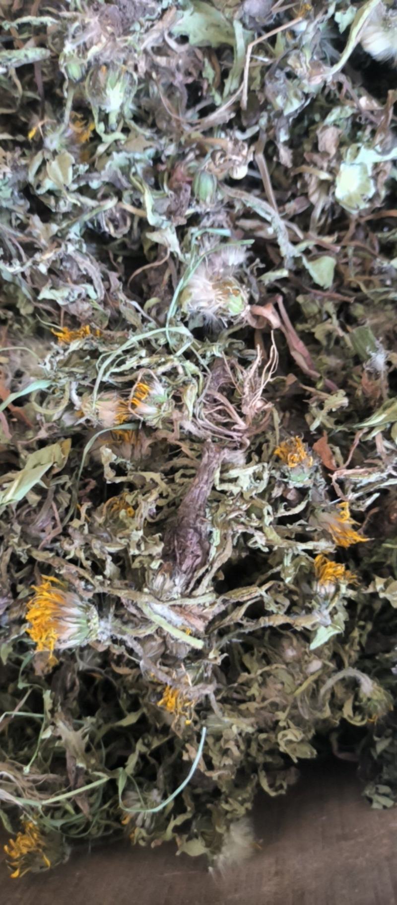 蒲公英野生蒲公英新货上市产地直销质量保证量大从优