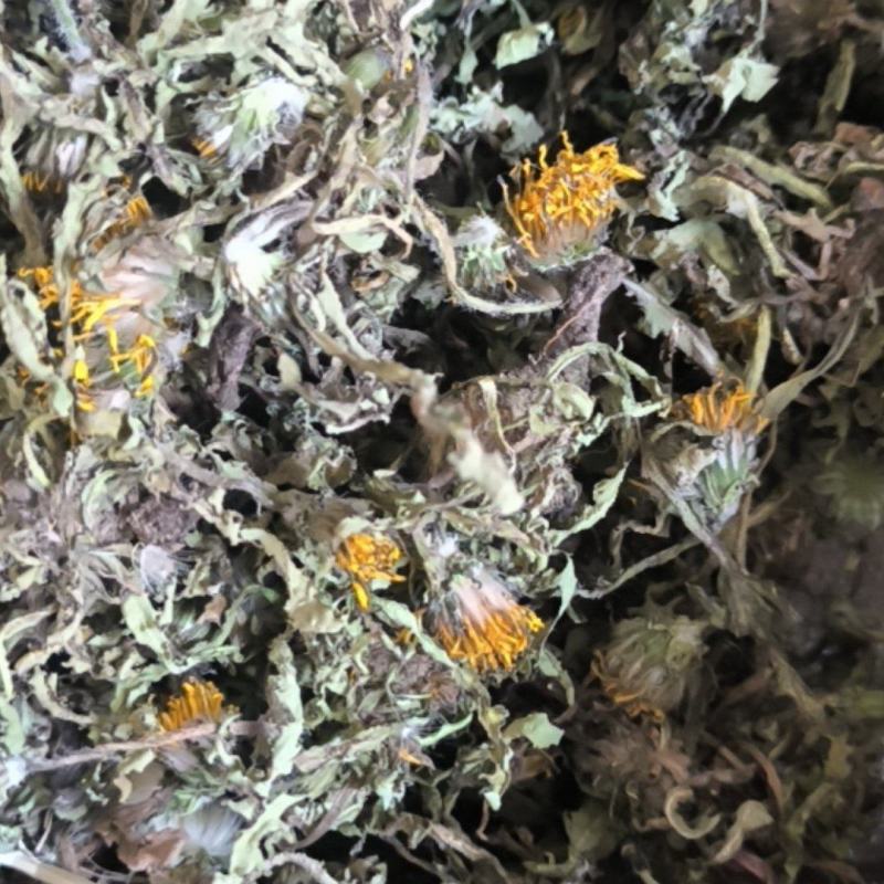 蒲公英野生蒲公英新货上市产地直销质量保证量大从优
