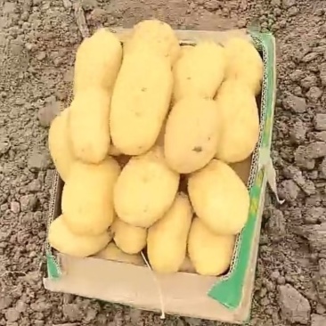 精品黄心土豆大棚土豆温棚土豆白心土豆大量上市供应