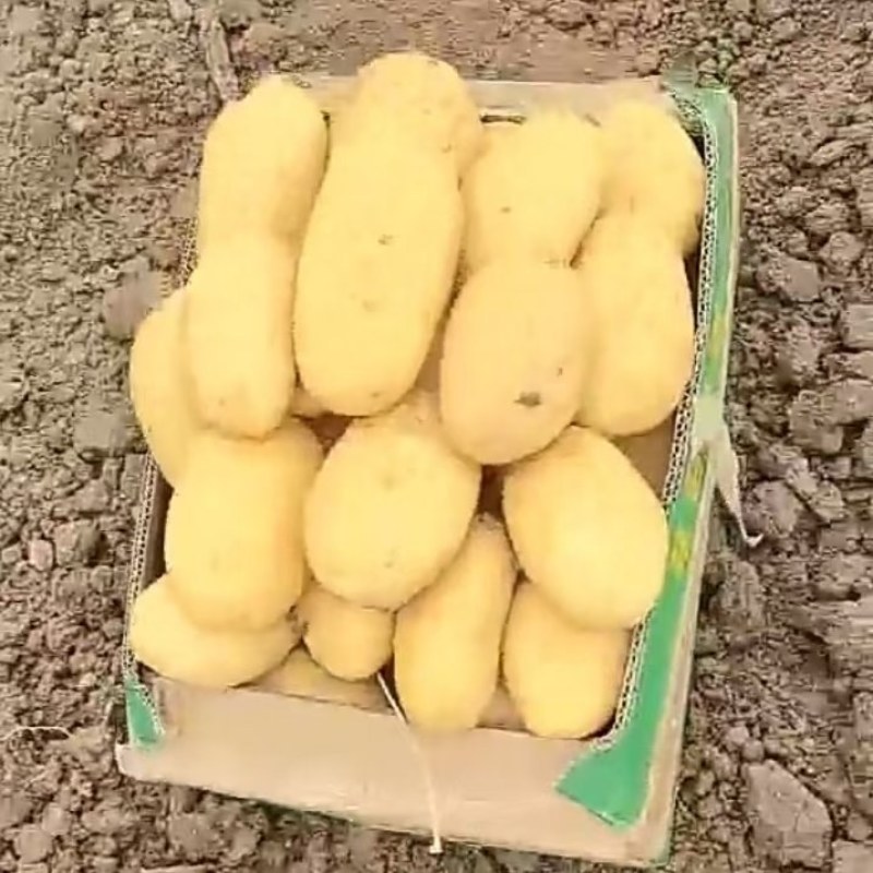 精品黄心土豆大棚土豆温棚土豆白心土豆大量上市供应