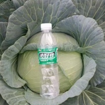 包菜