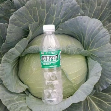 包菜