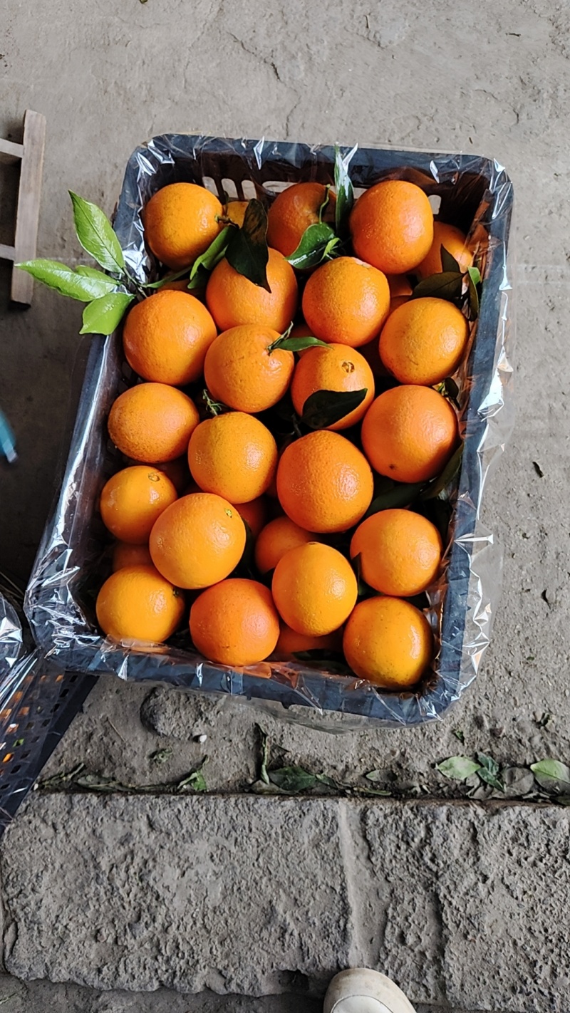 湖南江永夏橙