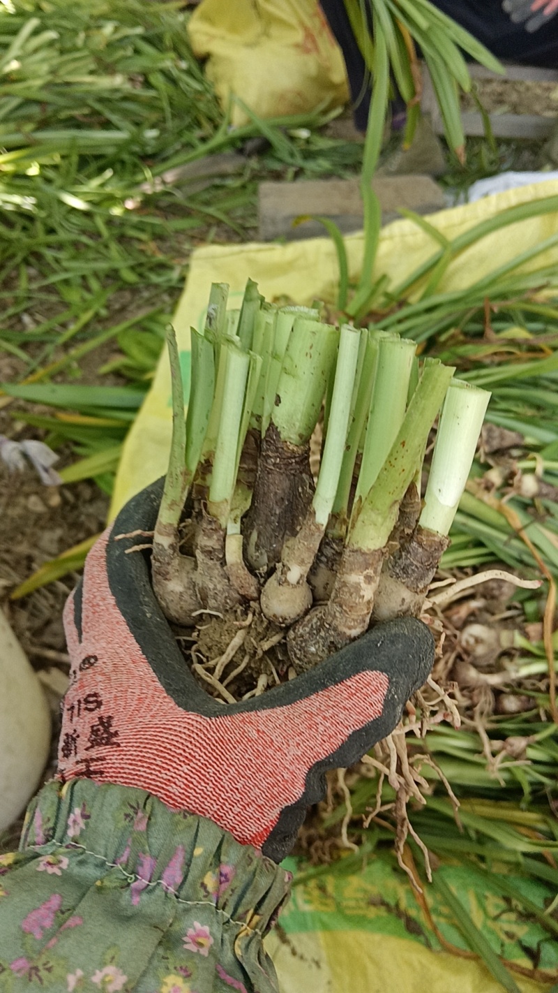 朱顶红