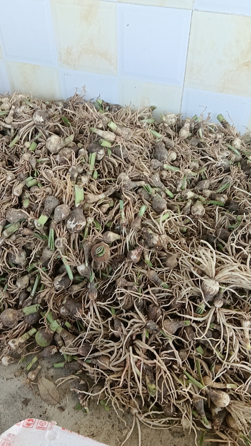 朱顶红