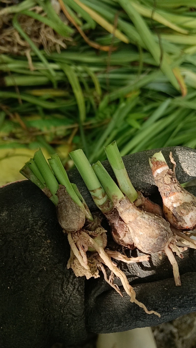 朱顶红