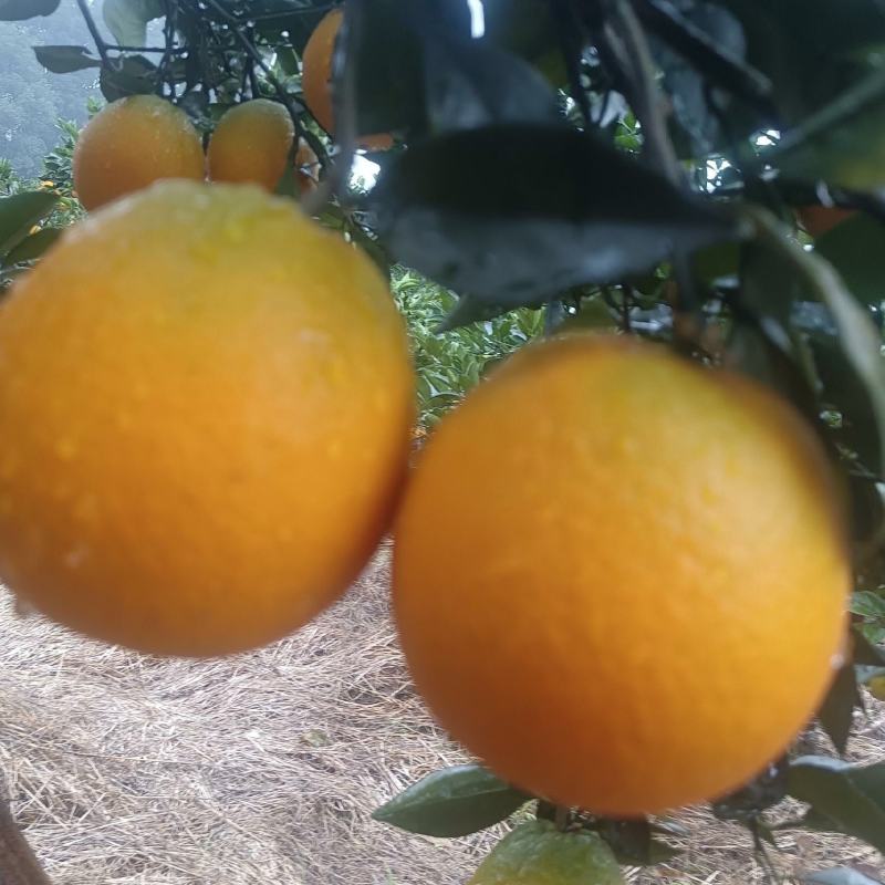 江永夏橙，个头均匀，水份足，施农家肥，货源充足。