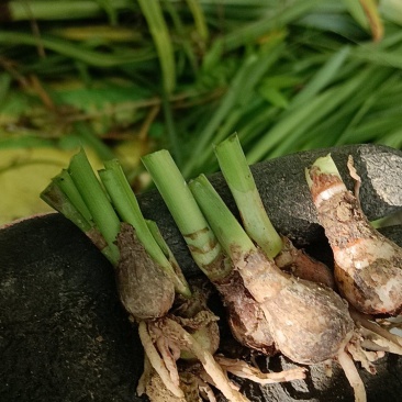 朱顶红