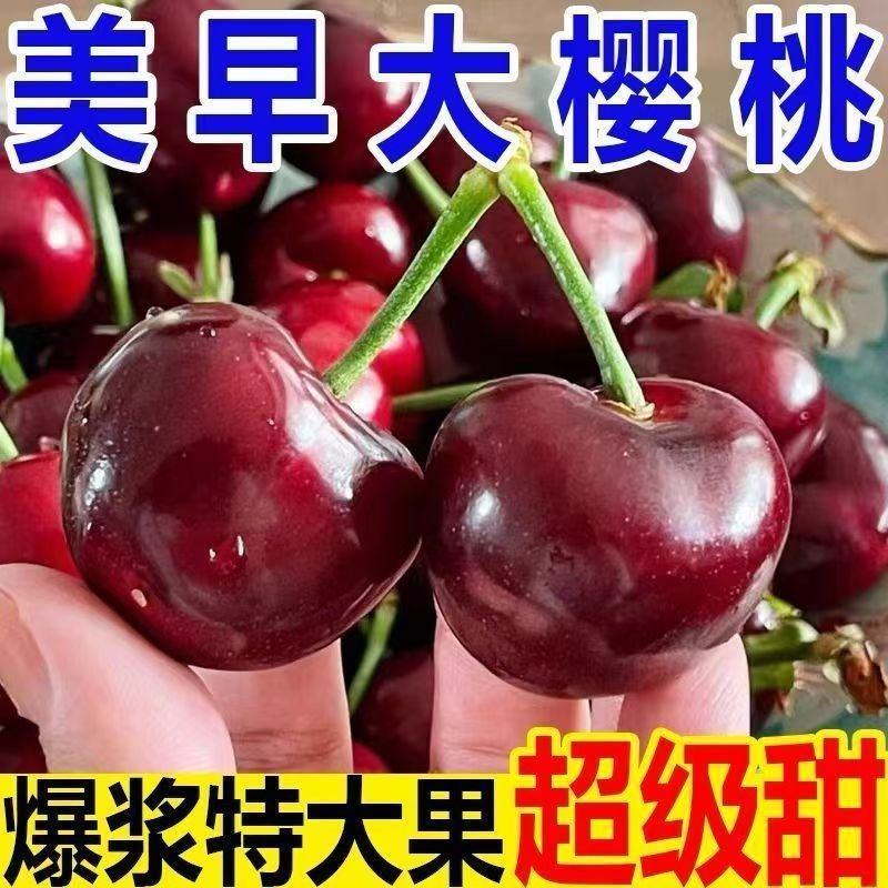 山东美早大樱桃支持一件代发对接全国市场，先锋美早规格