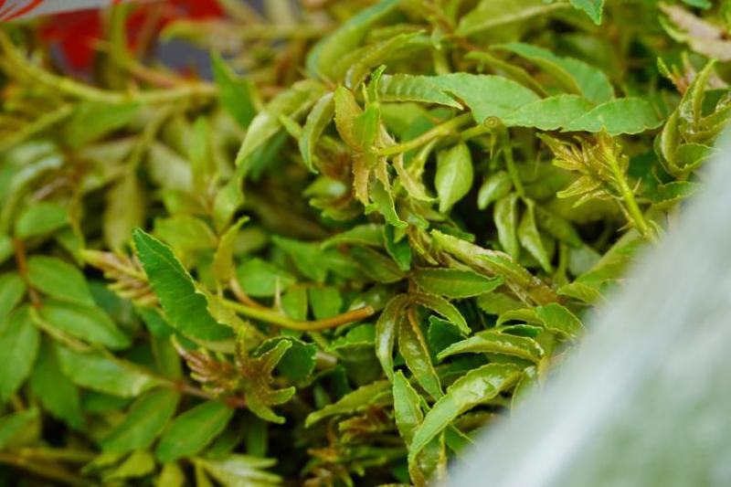 鲜花椒芽无加水。