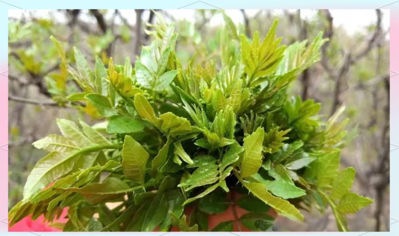 鲜花椒芽无加水。