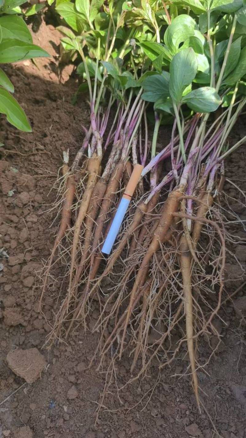 赤芍苗点4起步