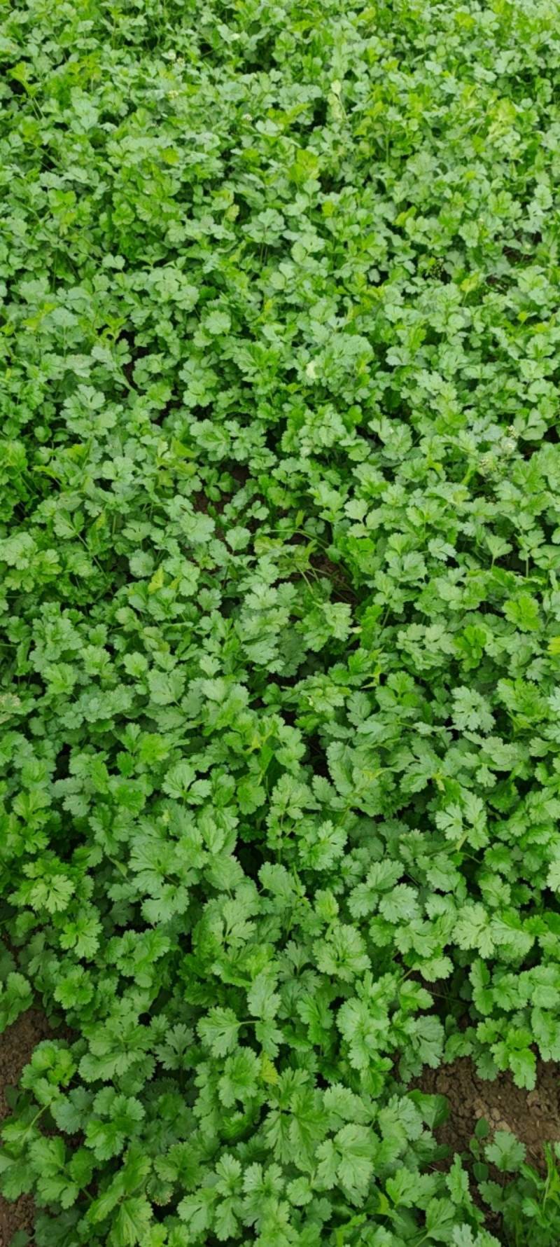 大叶香菜