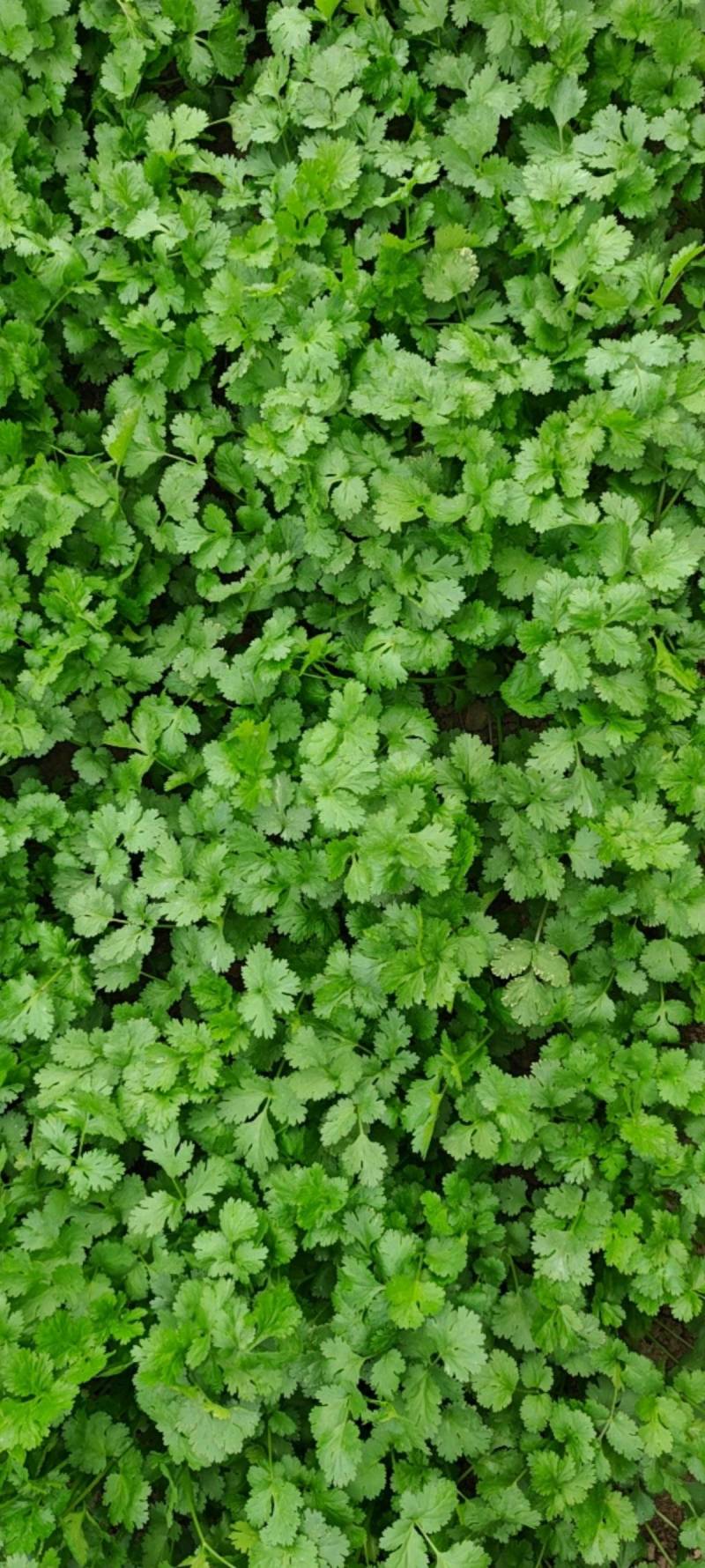 大叶香菜